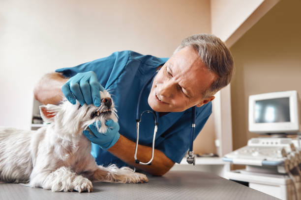Best Tooth Infection Emergency Dentist  in Anthony, KS